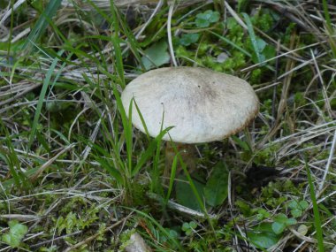 Sonbaharda ormandaki yeşil çim moss kahverengi mantar yetişir