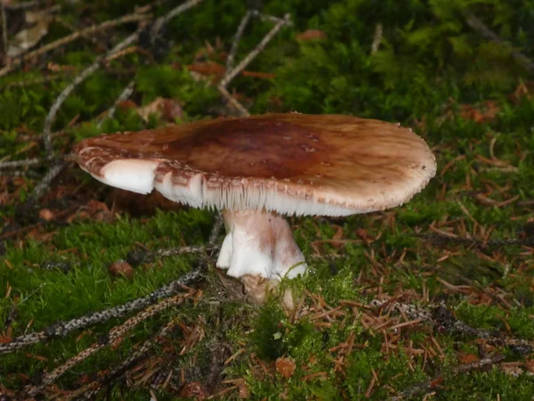 Cogumelo Floresta Autum — Fotografia de Stock
