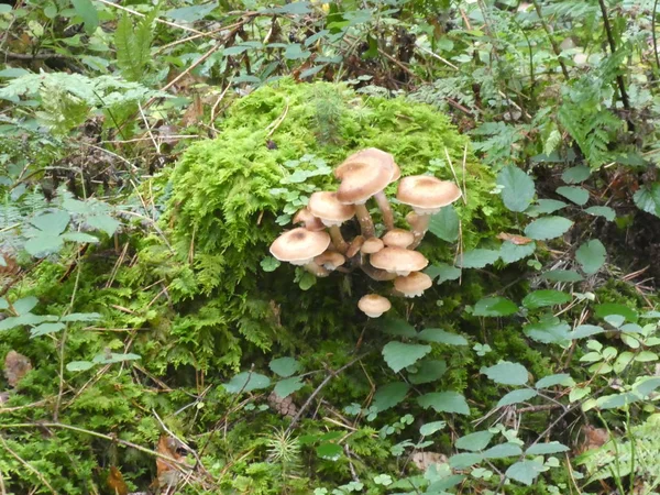Many Mushrooms Grows Old Trunk Tree Wood Green Moss — Stock Photo, Image