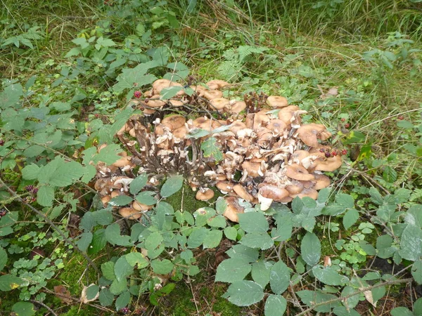 Många Svampar Växer Gammal Stam Träd Trä Med Grön Mossa — Stockfoto