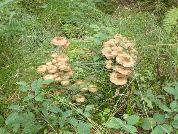 Muchas Setas Crece Viejo Tronco Madera Bosque Otoño — Foto de Stock