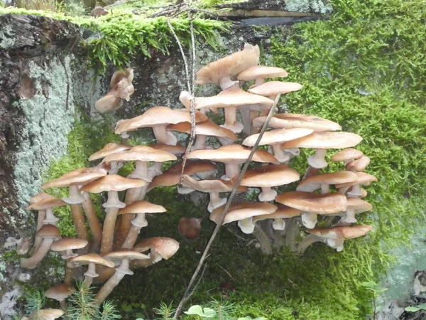 Muchas Setas Crece Viejo Tronco Madera Bosque Otoño — Foto de Stock