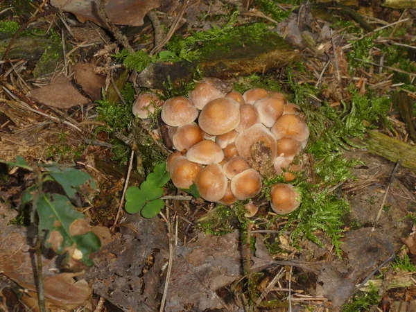 Viele Pilze Wachsen Herbst Auf Einem Alten Baumstamm Wald — Stockfoto