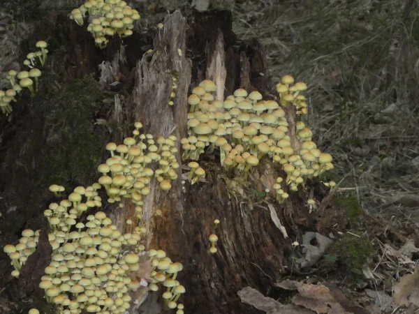 多くのキノコは秋の森で古いトランクの木の木で育つ — ストック写真