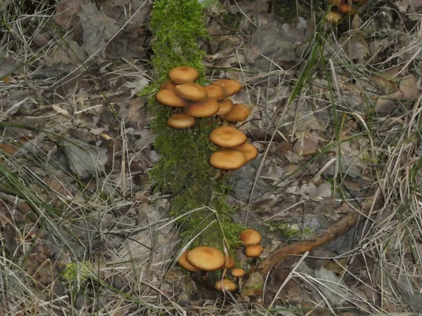 许多蘑菇生长在森林里的一棵古老的树干树林上 — 图库照片
