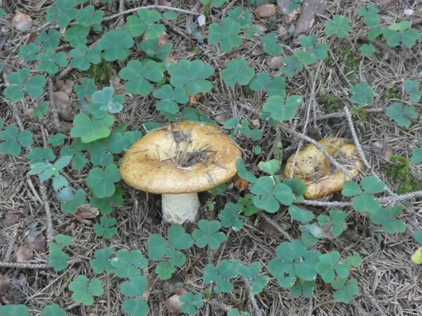 Champignon Dans Forêt Autum — Photo