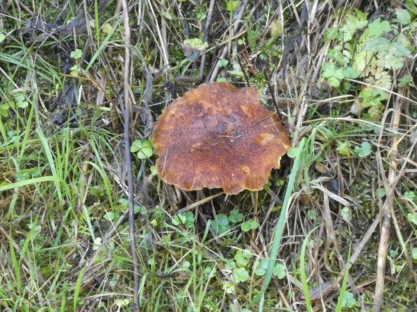 Champiñón Marrón Crece Musgo Hierba Verde Bosque Otoño —  Fotos de Stock