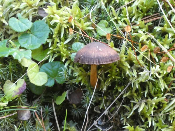 Cogumelo Marrom Cresce Musgo Grama Verde Floresta Outono — Fotografia de Stock