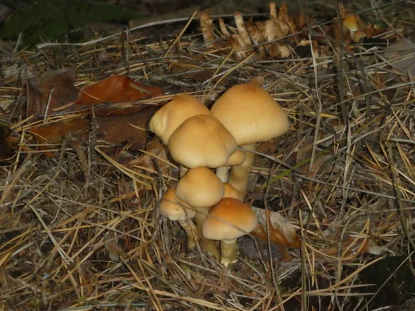 Bruine Paddenstoel Het Bos Herfst — Stockfoto