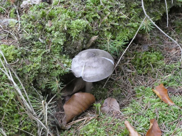 Champignon Brun Pousse Dans Mousse Herbe Verte Dans Forêt Automne — Photo