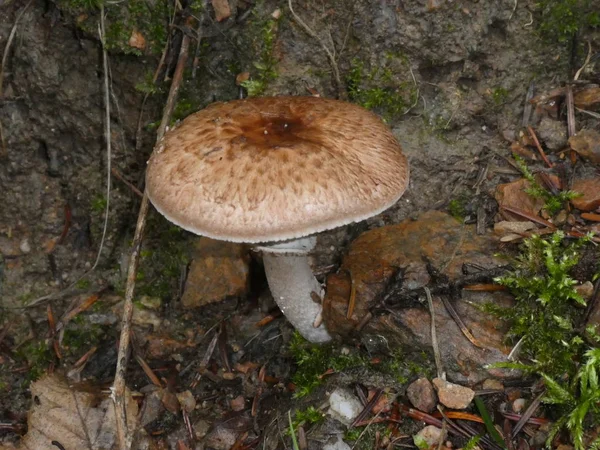 褐蘑菇生长在森林中的青草苔藓中 — 图库照片