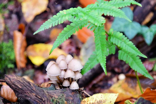 Seta Crece Tronco Viejo Madera Del Árbol Musgo Verde Otoño — Foto de Stock