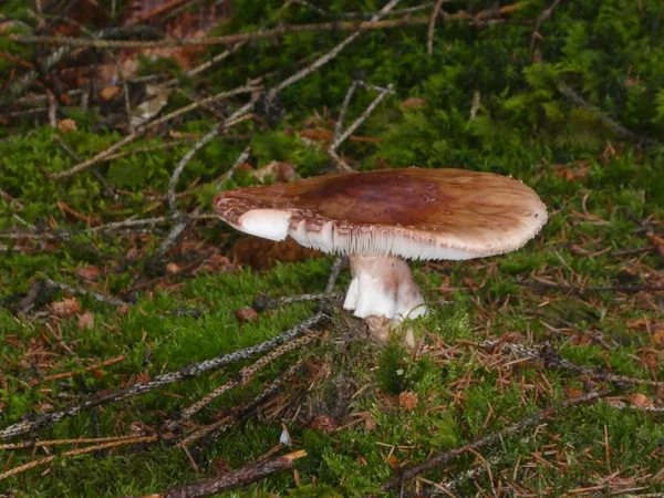 Brown Mushroom Grows Green Grass Moss Forest Autumn — Stock Photo, Image