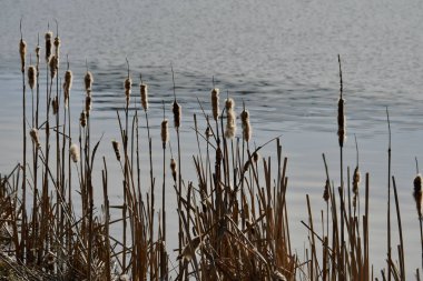 Göl drachensee Bavyera Ormanı gökyüzü bulut vahşi doğa bahar peyzaj