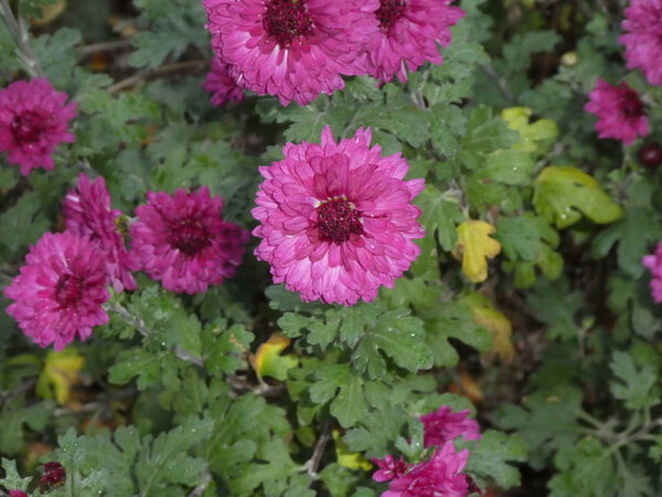 Осенью в саду цветок с розовыми бутонами
