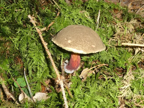 红宝石螺栓蘑菇在森林中的绿色苔藓秋天 — 图库照片