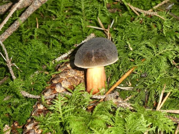 Ruby Bolete Mushroom Forest Green Moss Autumn — стоковое фото