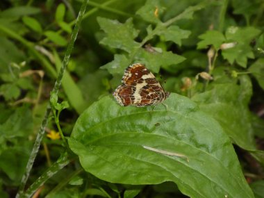 Kelebek orman yeşil çim çayırda göster