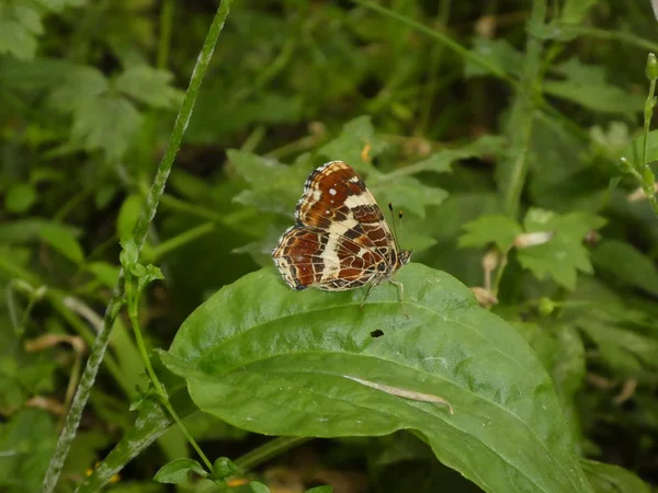 Carte Papillon Dans Forêt Prairie Herbe Verte — Photo