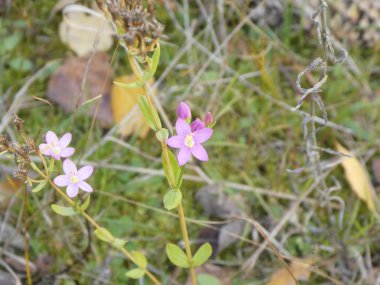 Avrupa kantaron çiçeği ormandaki hafif mor çiçeği ile