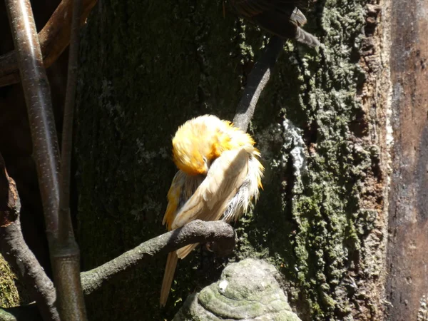 Uccello Falco Nello Zoo — Foto Stock