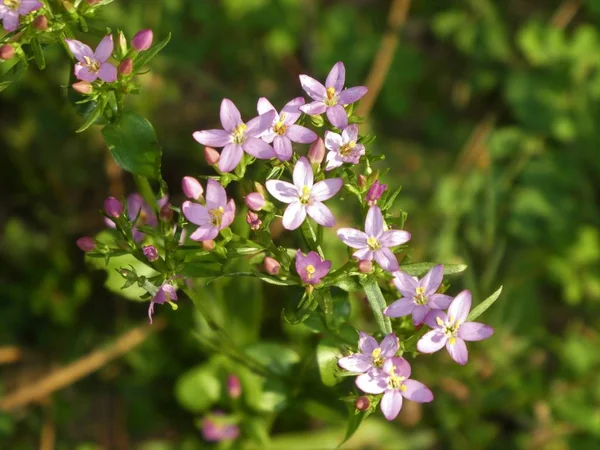 โรป Centaury ดอกไม แสงส วงดอกไม ในป รูปภาพสต็อกที่ปลอดค่าลิขสิทธิ์