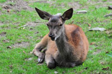 Ormanda büyük geyik