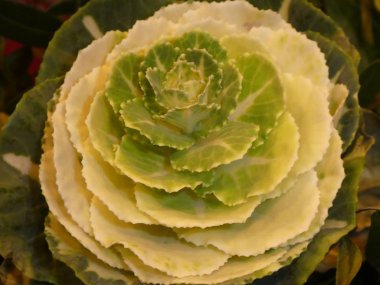 lahana Çiçek Bahçe