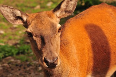 Ormanda büyük geyik