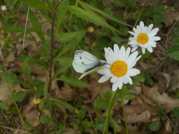 Cavolo Farfalla Bianca Nella Foresta — Foto Stock