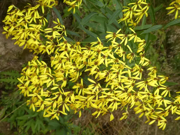 Ragwort Çiçek Ile Ormanda Sarı Çiçek — Stok fotoğraf