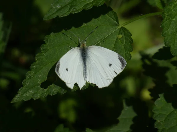 卷心菜白色蝴蝶在森林里 — 图库照片