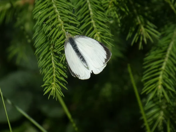 Ormandaki Lahana Beyaz Kelebek — Stok fotoğraf