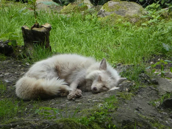 Weißer Polarfuchs Der Wilden Natur Stockfoto