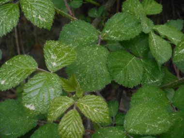 taze yeşil yaprakları ilkbaharda ormandaki bir ağaç dalı