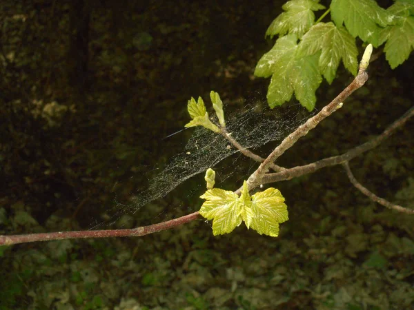 Hojas Verdes Frescas Rama Árbol Bosque Primavera —  Fotos de Stock