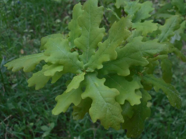 Feuilles Vertes Fraîches Chêne Dans Forêt Printemps — Photo