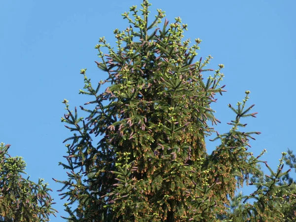 Spruce Tree Forest Many Cones — Stock Photo, Image