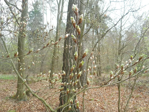 Feuilles Vertes Fraîches Hêtre Dans Forêt Printemps — Photo