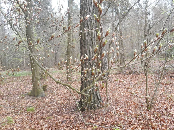 Färska Gröna Blad Beech Träd Skogen Våren — Stockfoto