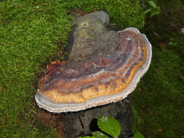 Röda Bandet Svamp Svamp Skogen Växer Gammal Stam Träd Trä — Stockfoto