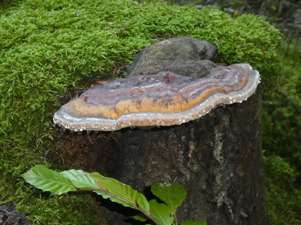 古いトランクの木の木で育つ森林における赤帯菌キノコ — ストック写真