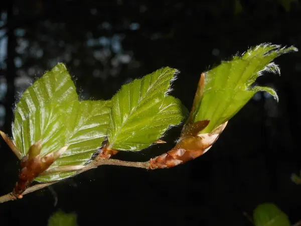 Świeżych Zielonych Liści Gałęzi Drzewa Bukowe Wiosnę — Zdjęcie stockowe