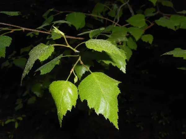 Čerstvé Zelené Listy Větev Stromu Lese Jaře — Stock fotografie