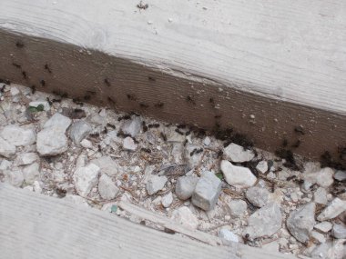 ormanda sokak karınca