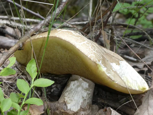 Ormanda Sonbaharda Mantar — Stok fotoğraf