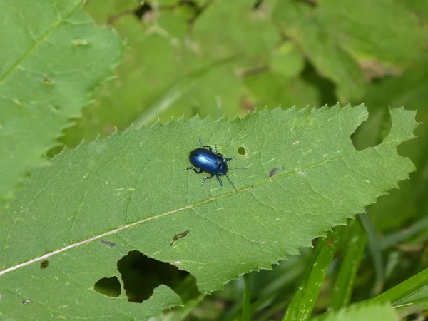 Escarabajo Hoja Aliso Azul Bosque — Foto de Stock