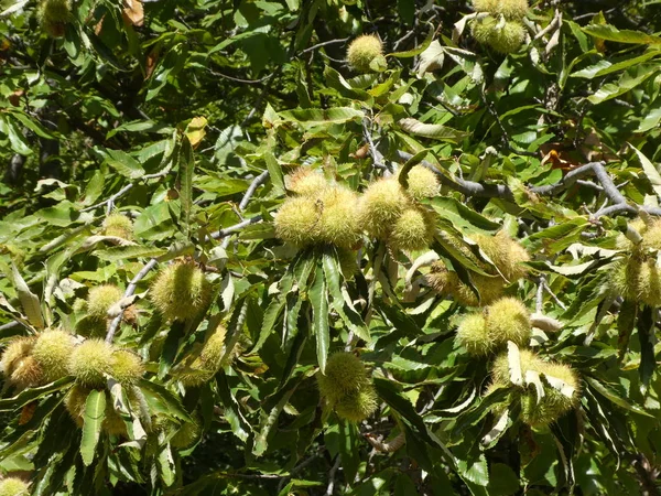 Châtaignier Aux Fruits Dans Les Montagnes Italie — Photo