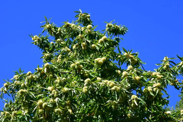 Châtaignier Aux Fruits Dans Les Montagnes Italie — Photo