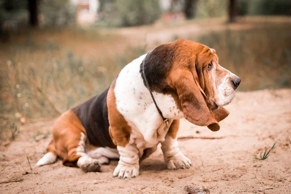 Köpek doğurmak Basset hound sokakta oturur ve uzak görünüyor